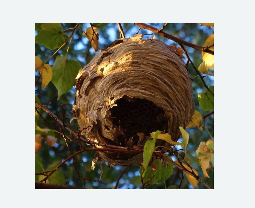 Обработка от шершней Алексеевская метро Москвы