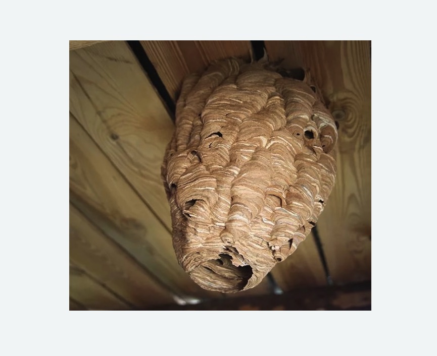 обработка от шершней Алексеевская метро Москвы