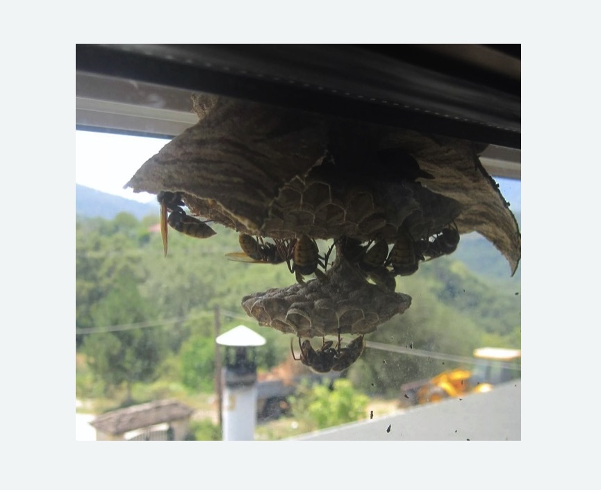 Уничтожение гнёзд шершней Алексеевская метро Москвы