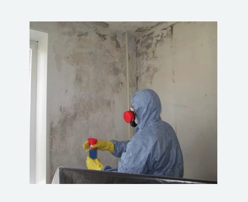 Удаление плесени в квартире Удаление плесени в квартире Алексеевская метро Москвы