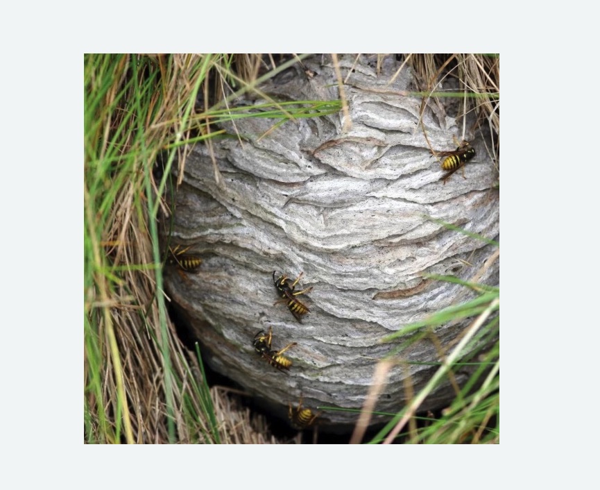 Уничтожение ос и ульев Уничтожение ос и ульев Алексеевская метро Москвы